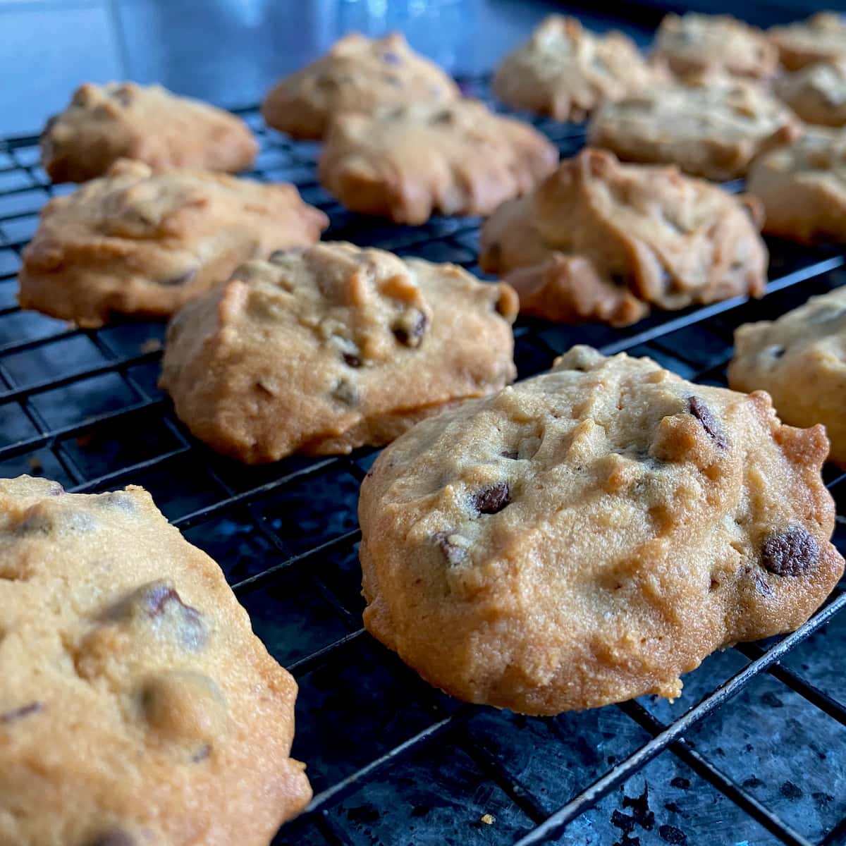 rows of golden chocolate chip-studded cookies cooling